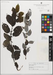 Foto von Salix myrsinifolia Salisb.